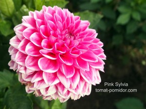 Pink Sylvia