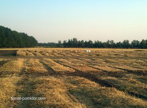 В связи с изобилием соломы на полях использую и её для компостирования.