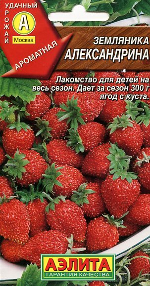 Земляника Александрина - давайте посеем? - Интересное на форуме -tomat-pomidor.com